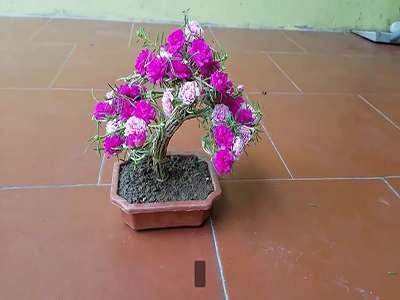Hoa mười giờ bonsai ra hoa - kythuatcanhtac.com