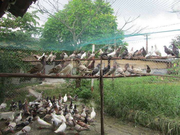 Cách nuôi chim bồ câu thả rông. Mô hình nuôi chim bồ câu thả vườn - kythuatcanhtac.com