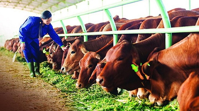 Giá bò giống và giá bò thịt hiện nay. Các trang trại mua bán bò giống trên cả nước - kythuatcanhtac.com