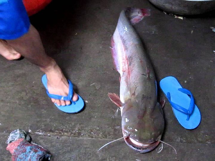 Cá nheo là cá gì? Kỹ thuật nuôi cá nheo nước ngọt. Thức ăn cho cá nhéo - kythuatcanhtac.com