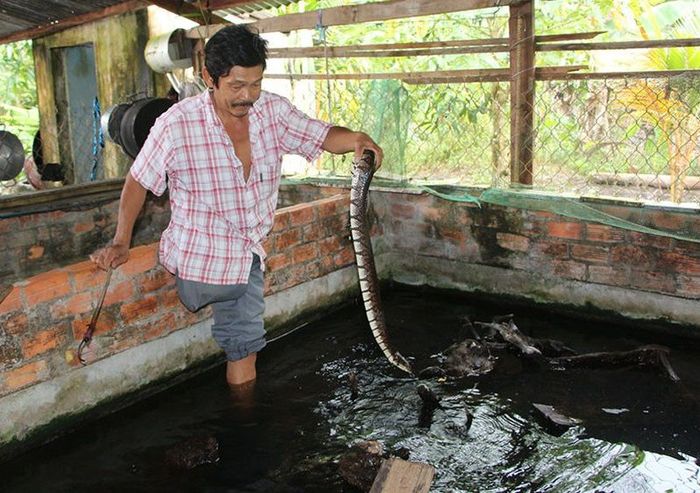 Rắn ri voi có độc không? Cách nuôi rắn ri voi trong bể xi măng, thùng nhựa - kythuatcanhtac.com