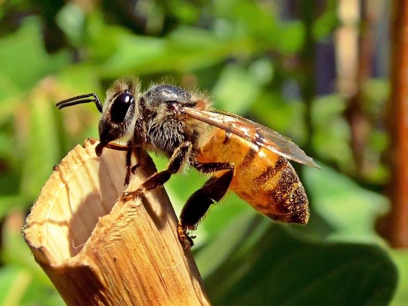 Giá mật ong nuôi và ong mật giống. Địa chỉ mua ong mật giống uy tín trên toàn quốc - kythuatcanhtac.com
