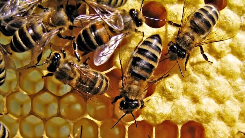Kỹ thuật nuôi ong mật: Cách làm thùng nuôi ong, Thức ăn cho ong mật,... - kythuatcanhtac.com