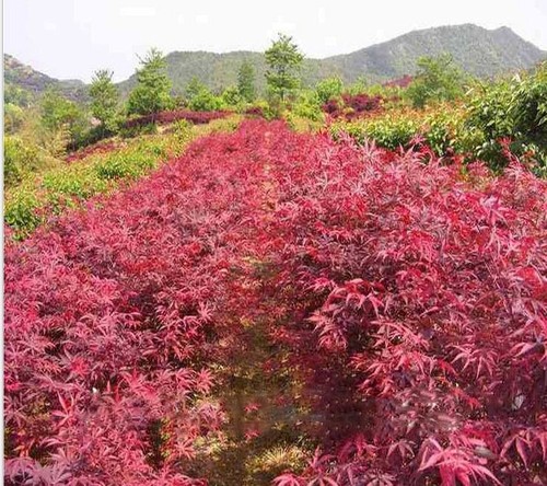 Cây phong lá đỏ - Đặc điểm, cách trồng và chăm sóc phong lá đỏ 4 - kythuatcanhtac.com