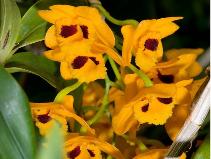 Hoa lan trầm vàng - Loài hoa có hương thơm dịu dàng và quyến rũ 13 - kythuatcanhtac.com