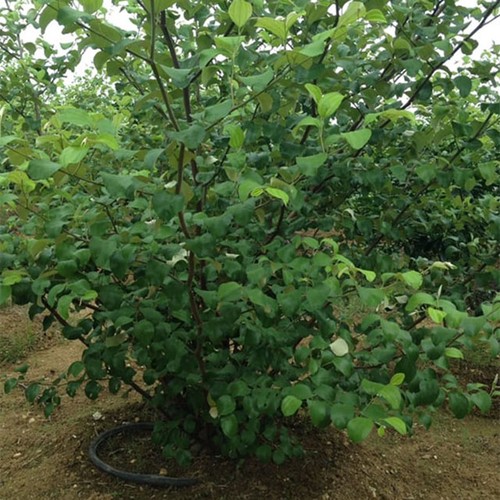 Kỹ thuật trồng táo thái lan hiệu quả - kythuatcanhtac.com