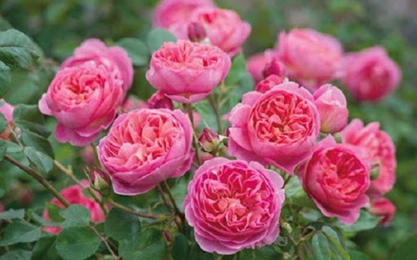 Hoa hồng đẹp nhưng không dễ trồng, tưới nước theo cách này cây sống tốt, cho nhiều hoa - 1 - kythuatcanhtac.com
