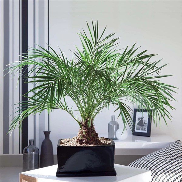 7 cây cảnh hút bụi mịn tốt nhất, giúp thanh lọc không khí nên trồng trong nhà - 3 - kythuatcanhtac.com
