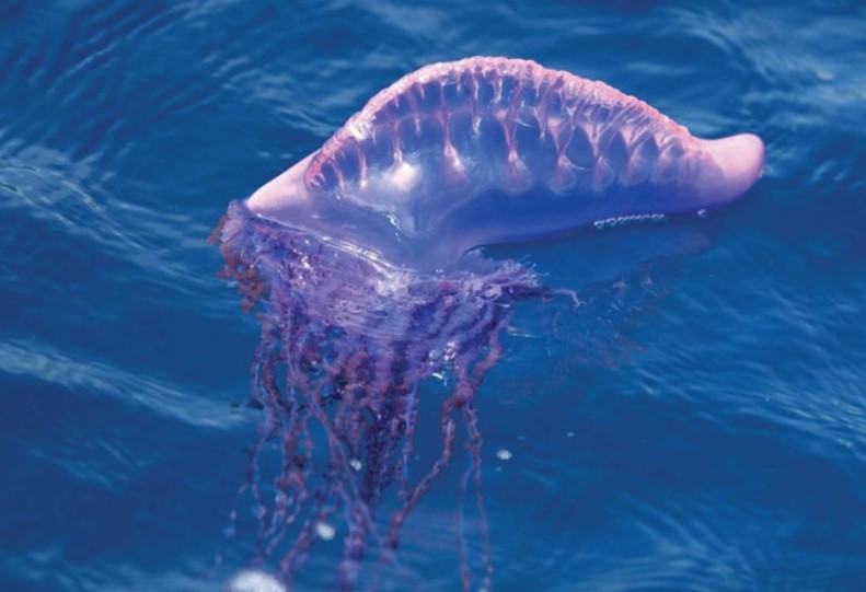 Những thông tin cơ bản liên quan đến loài sứa 19 - kythuatcanhtac.com
