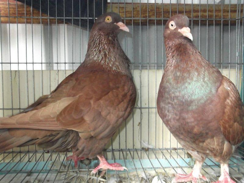 Giá chim bồ câu giống. Các giống chim bồ câu thịt & bồ câu kiểng ở VN - kythuatcanhtac.com