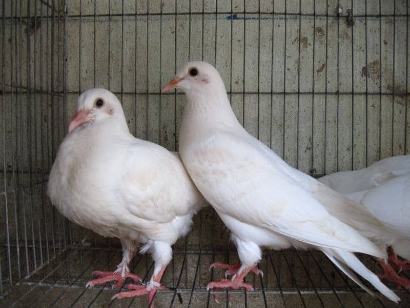 Giá chim bồ câu giống. Các giống chim bồ câu thịt & bồ câu kiểng ở VN - kythuatcanhtac.com