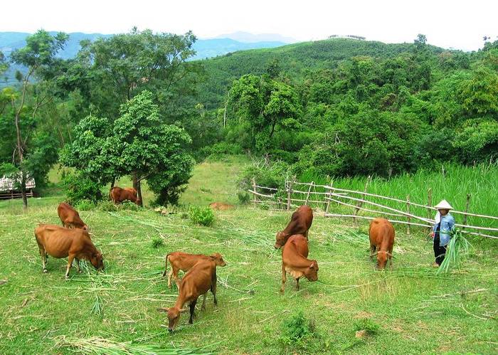 Hướng dẫn cách trồng cỏ nuôi bò. Các giống cỏ nuôi bò tốt nhất - kythuatcanhtac.com