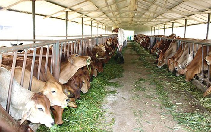 Hướng dẫn cách trồng cỏ nuôi bò. Các giống cỏ nuôi bò tốt nhất - kythuatcanhtac.com