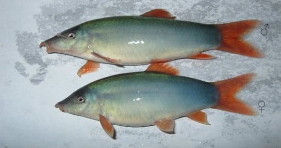 Cá heo xanh đuôi đỏ - Đặc điểm sinh thái cá heo xanh đuôi đỏ 4 - kythuatcanhtac.com