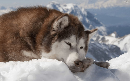 Chó alaska - Những thông tin cần biết khi nuôi chó alaska 17 - kythuatcanhtac.com