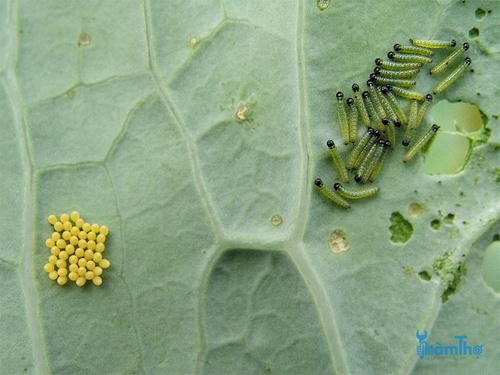 Trứng của ấu trùng được tìm thấy ở mặt dưới của lá, có màu vàng và hình bầu dục. - kythuatcanhtac.com