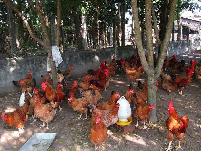 Mô hình nuôi giun quế kết hợp nuôi gà. Kỹ thuật nuôi gà bằng trùn quế - kythuatcanhtac.com