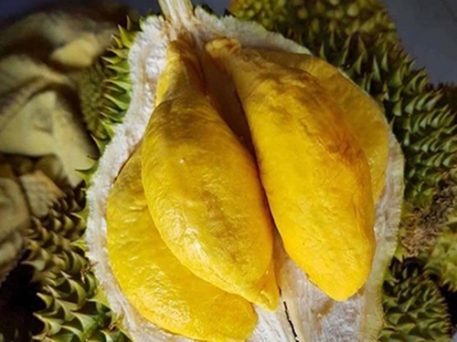 Sầu riêng có quả nặng từ 2-2,5kg, múi vàng hạt lép - kythuatcanhtac.com