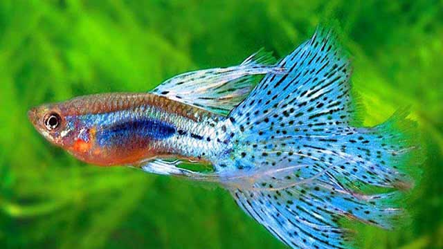 Cá bảy màu - cá cảnh đẹp nhất việt nam - kythuatcanhtac.com
