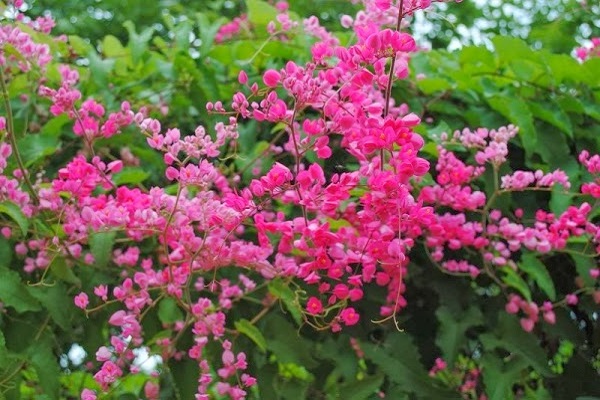 Ý nghĩa hoa Tigon, những đặc điểm và cách trồng hoa Tigon nở đẹp mắt - 1 - kythuatcanhtac.com