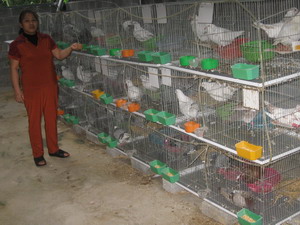 Cách nuôi chim bồ câu nhốt chuồng. Mô hình nuôi chim bồ câu nhốt - kythuatcanhtac.com