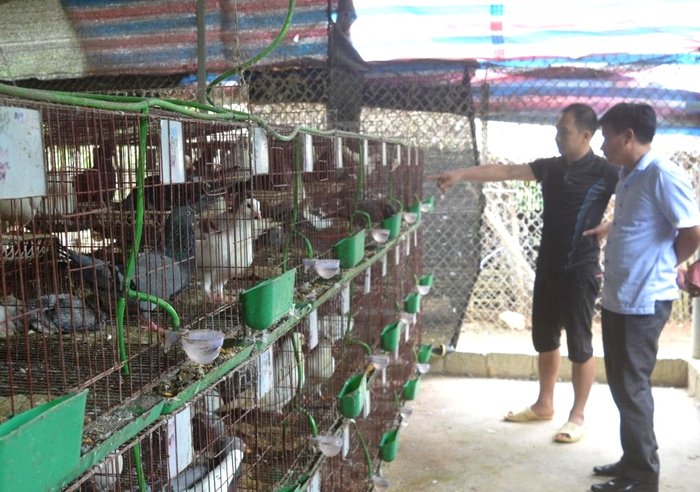 Cách nuôi chim bồ câu nhốt chuồng. Mô hình nuôi chim bồ câu nhốt - kythuatcanhtac.com
