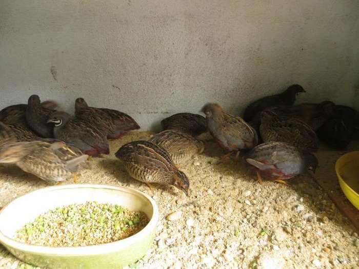 Chim cút ăn gì? Thức ăn cho chim cút đẻ trứng, chim cút thịt và cút con - kythuatcanhtac.com