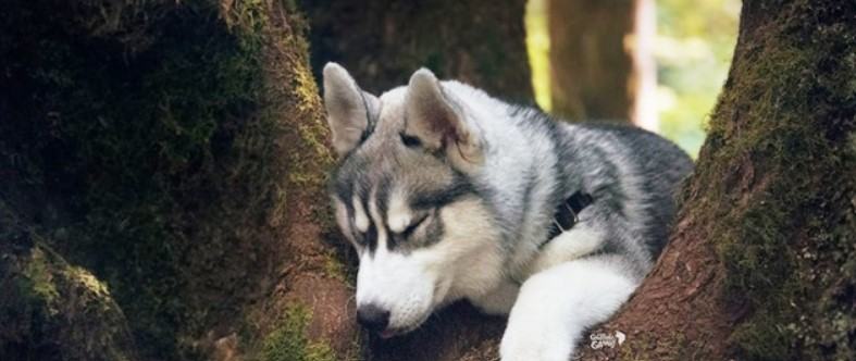 Chó Husky sibir - Những thông tin cơ bản về nguồn gốc, đặc điểm, cách chăm sóc chú chó Husky sibir 16 - kythuatcanhtac.com