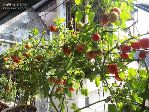 Mẹ đảm mách cách trồng cà chua trên ban công cho quả sai trĩu trịt - 4 - kythuatcanhtac.com