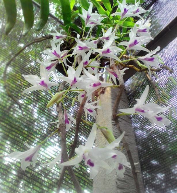 Hoa lan ý ngọc - Nguồn gốc, đặc điểm, cách trồng và chăm sóc hoa lan ý ngọc 19 - kythuatcanhtac.com