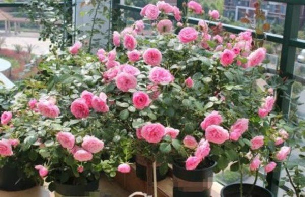 Đừng dùng nước từ vòi để tưới hoa, tất cả bậc thầy trồng hoa sử dụng 5 loại nước này - 3 - kythuatcanhtac.com