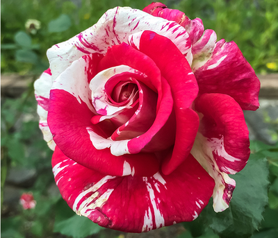 Hoa hồng Best Impression rose - Hoa hồng Ngoại đẹp 2 - kythuatcanhtac.com