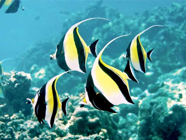 Cá thù lù - Các loại cá cảnh đẹp nhất - kythuatcanhtac.com