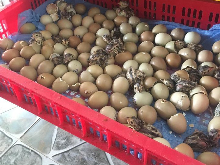 Kỹ thuật nuôi chim trĩ đẻ trứng. Cách ấp trứng chim trĩ - kythuatcanhtac.com