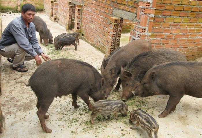 Kỹ thuật nuôi lợn rừng thịt & sinh sản. Cách nuôi heo rừng làm giàu - kythuatcanhtac.com