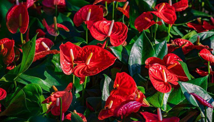 7 loại hoa phong thủy mang tài lộc, phúc khí trong năm Tân Sửu 2021 - 6 - kythuatcanhtac.com