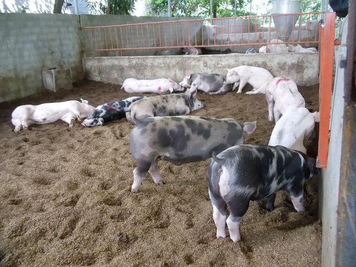Cách làm chuồng nuôi heo thịt. Thiết kế chuồng nuôi lợn thịt chi tiết - kythuatcanhtac.com