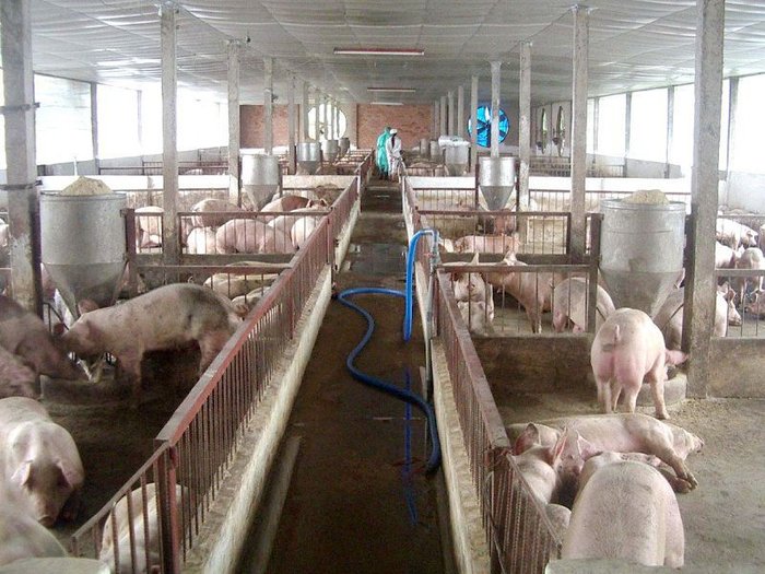 Cách làm chuồng nuôi heo thịt. Thiết kế chuồng nuôi lợn thịt chi tiết - kythuatcanhtac.com