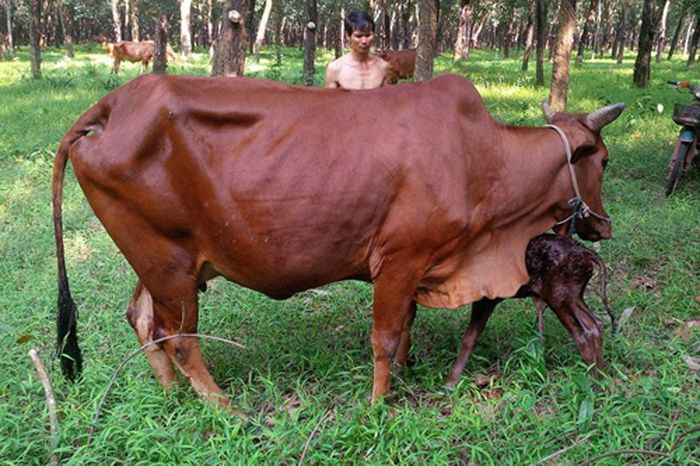 Chăn nuôi bò làm giàu. Những nông dân trẻ làm giàu từ chăn nuôi bò - kythuatcanhtac.com