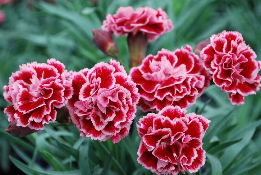 Bó ảnh hoa cẩm chướng đẹp - kythuatcanhtac.com