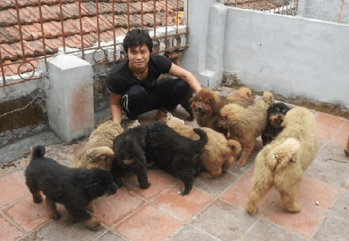 Chó Ngao tây tạng - Nguồn gốc, đặc điểm, cách chăm sóc chó Ngao tây tạng 16 - kythuatcanhtac.com