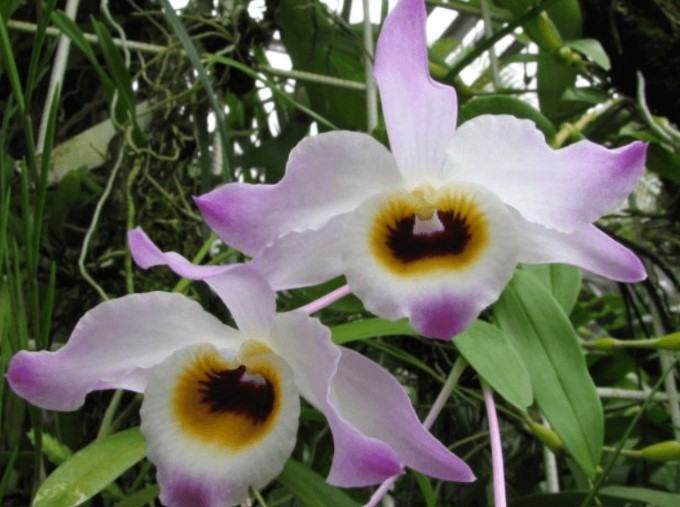 Hoa lan chuỗi ngọc - Loài hoa lan đẹp khiến người nhìn mê mẩn 16 - kythuatcanhtac.com