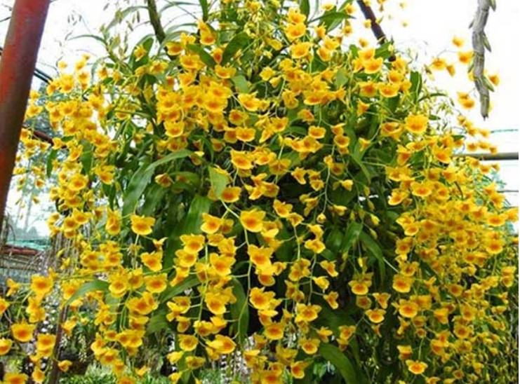 Hoa lan kim điệp xuân - Loài hoa mang đến sắc hương rực rỡ cho ngày tết 24 - kythuatcanhtac.com