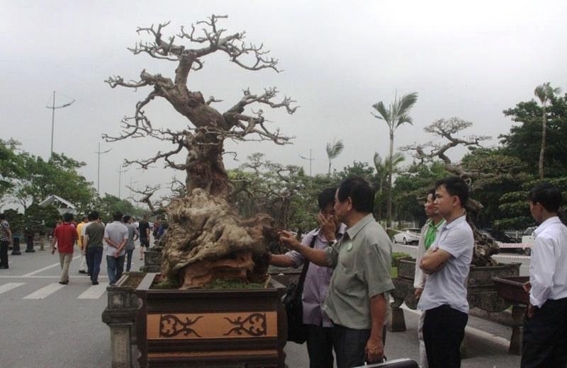 Ngỡ ngàng “cây chết” được trả tiền tỷ, chủ nhân vẫn chưa muốn bán - 6 - kythuatcanhtac.com