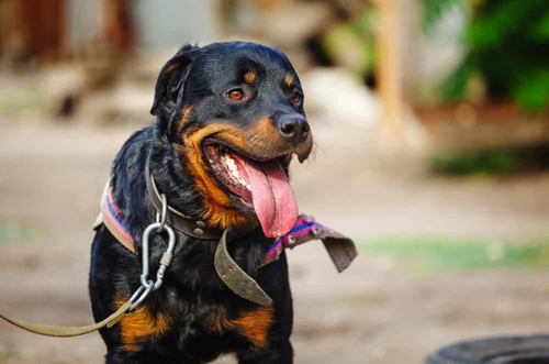Chó Rottweiler - Hướng dẫn mua và cách nuôi Chó Rottweiler A-Z 13 - kythuatcanhtac.com