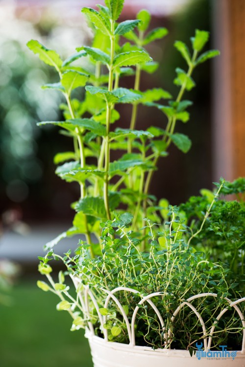 5 loại thảo mộc tuyệt vời để trồng trong giỏ treo đầy nắng - kythuatcanhtac.com