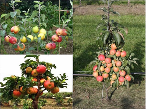 Cách trồng táo tây ở việt nam - kythuatcanhtac.com
