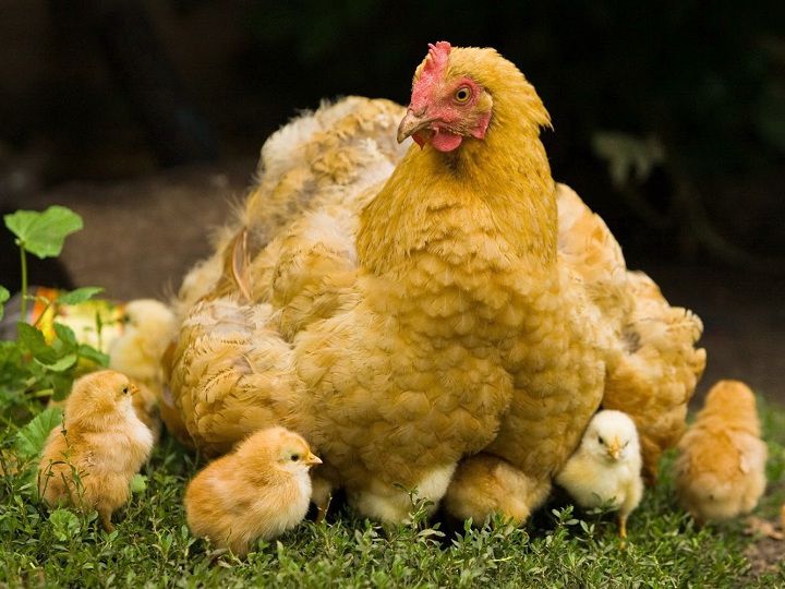Gà ấp trứng bao nhiêu ngày thì nở? Cách nhận biết trứng gà sắp nở - kythuatcanhtac.com