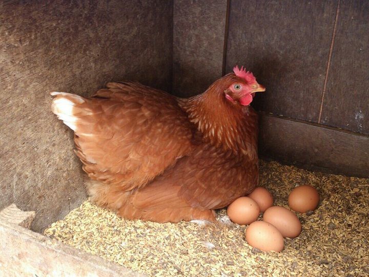 Gà ấp trứng bao nhiêu ngày thì nở? Cách nhận biết trứng gà sắp nở - kythuatcanhtac.com