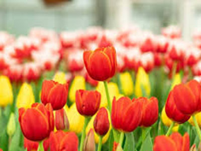Hoa tulip có nhiều loại hoa, giống khác nhau - kythuatcanhtac.com